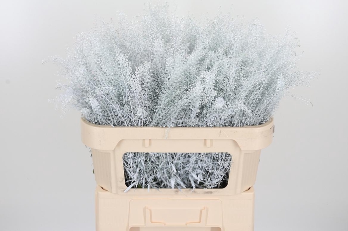 <h4>Lepidium Kl Bh Wit</h4>