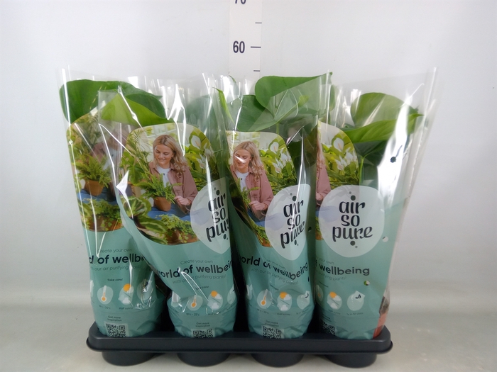 <h4>Monstera delic.</h4>
