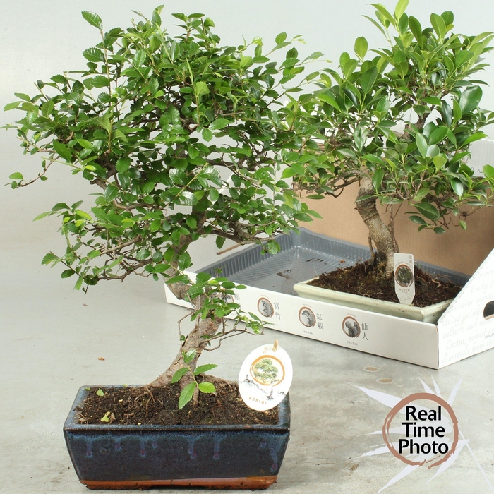 <h4>BONSAI GEM</h4>