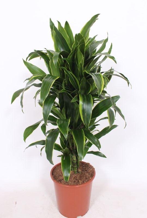 <h4>Dracaena Art</h4>