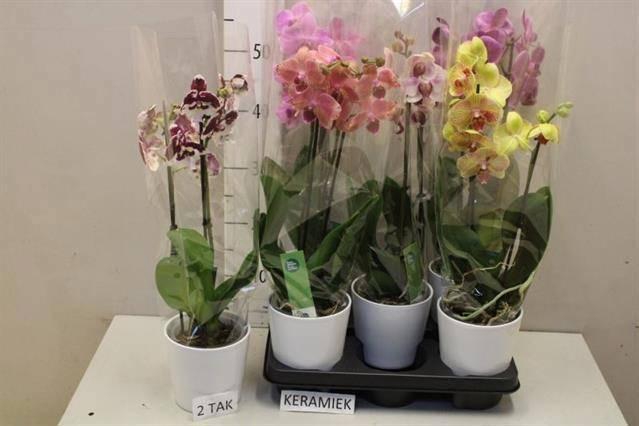 <h4>ARR PHAL MT</h4>