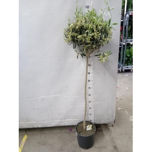 Olea europaea