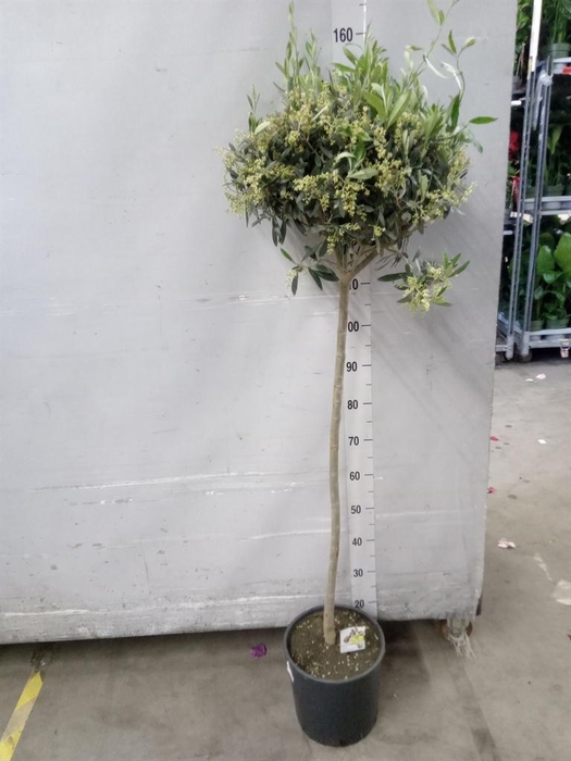 <h4>Olea europaea</h4>