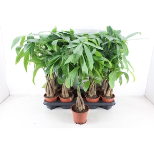 arr3 CP - Pachira Aquatica 409/9