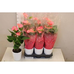 ARR ANTHURIUM