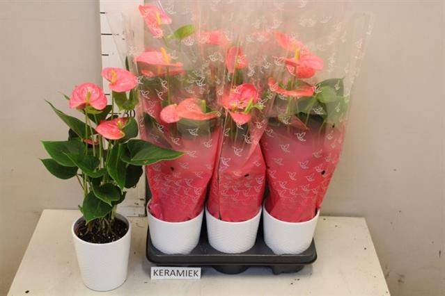 <h4>ARR ANTHURIUM</h4>