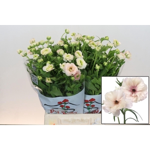 RAN BUTTERFL ARIADNE