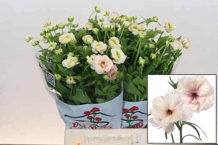 <h4>RAN BUTTERFL ARIADNE</h4>