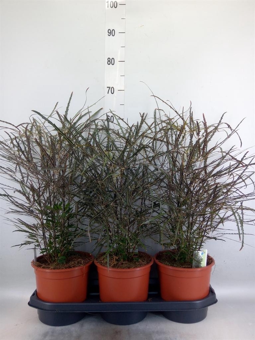 <h4>Dizygotheca eleg.</h4>