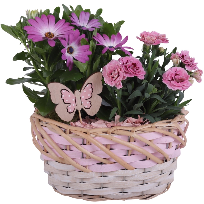 <h4>Spring Flower Arr. Outdoor Willow Basket Oval Threetone Ø22cm2PP</h4>