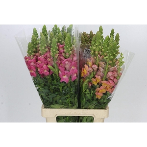 Antirrhinum Potomac Rainbow Mix
