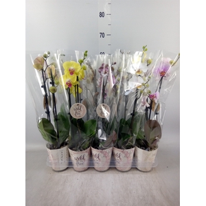 Phalaenopsis   ...mix