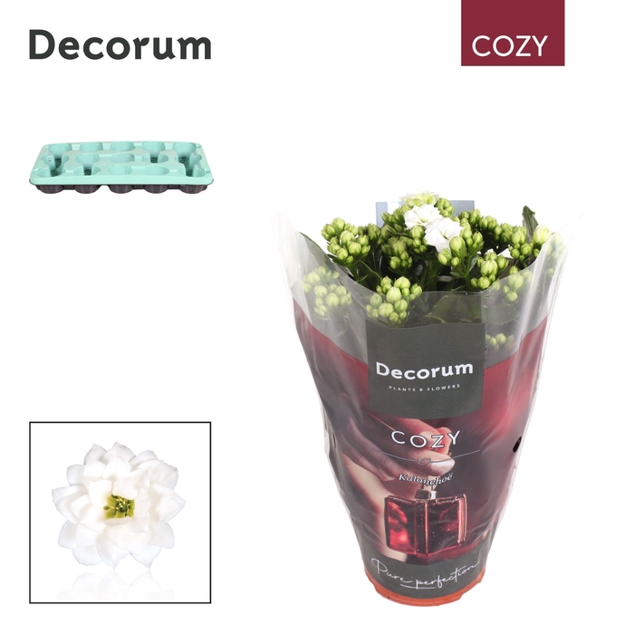 <h4>Kalanchoe Decorum Cozy - White - kerst</h4>