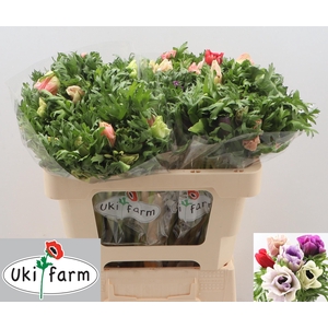 ANEM CO GALIL PASTEL