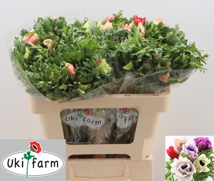 <h4>ANEM CO GALIL PASTEL</h4>