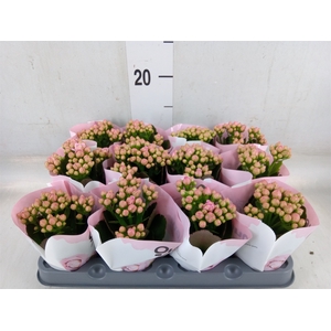 Kalanchoe  'RoseFlow Harlow'