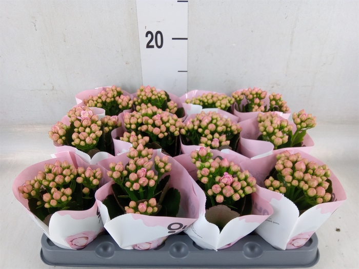 <h4>Kalanchoe  'RoseFlow Harlow'</h4>