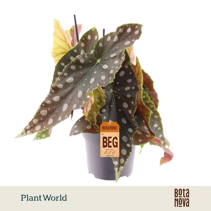 <h4>Begonia Maculata Mega Dot XL</h4>