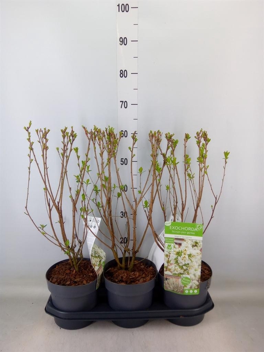 <h4>Exochorda racemosa</h4>