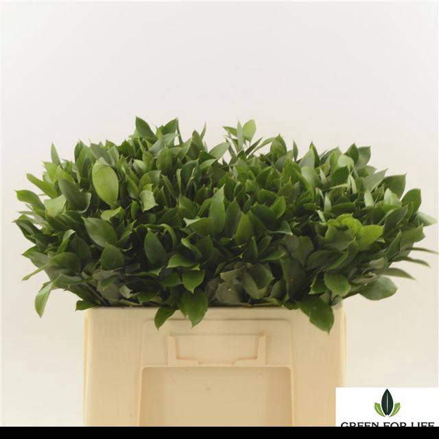 <h4>RUSCUS HYPOPHYLLUM</h4>