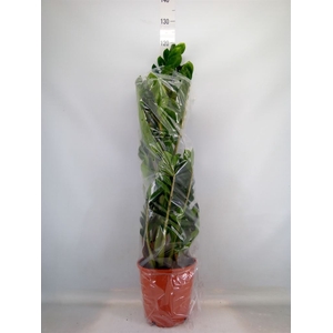 Zamioculcas zamiifolia