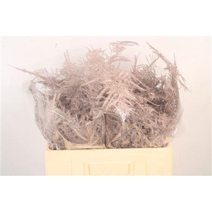 Asp Middel Getopt Champagne