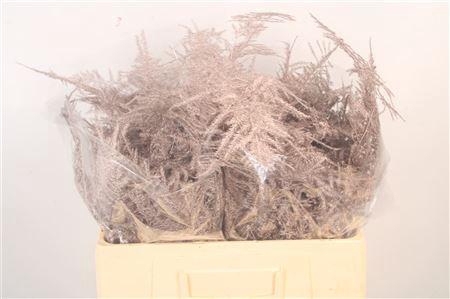 <h4>Asp Middel Getopt Champagne</h4>