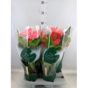 Anthurium andr. 'Colorado'