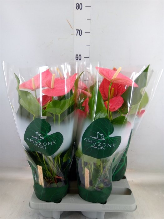 <h4>Anthurium andr. 'Colorado'</h4>