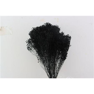Dried Brooms Black Bunch