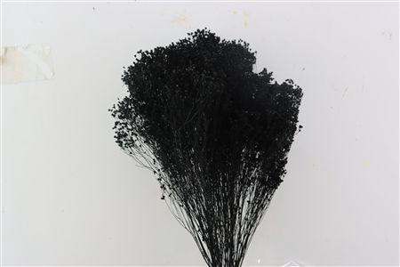 <h4>Dried Brooms Black Bunch</h4>
