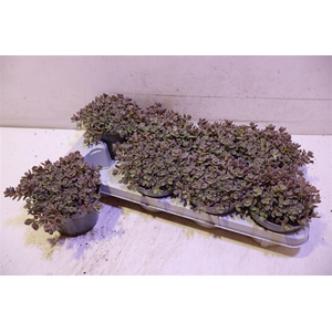 arr8 Sedum Caut Lidakense