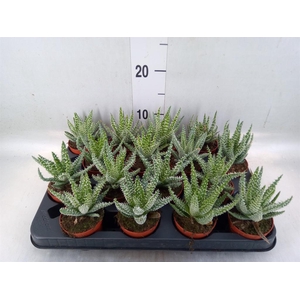 Aloe humilis