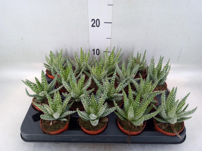 <h4>Aloe humilis</h4>