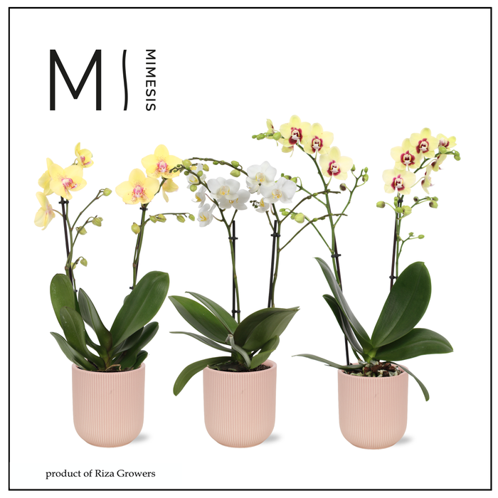 <h4>Phalaenopsis Multi Easter Mix 2 spike - 12cm in Atlanta Peach | Mimesis</h4>