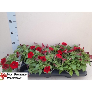 PET SURF RED