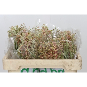 Grevillea Pink Surprise