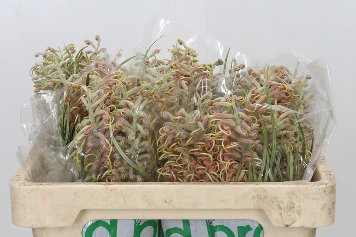 <h4>Grevillea Pink Surprise</h4>