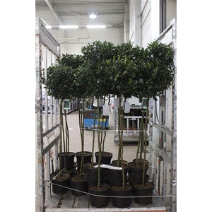Ilex Mes Blue Maid 140cm Op Stam