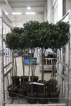 <h4>Ilex Mes Blue Maid *** 140cm Op Stam ***</h4>
