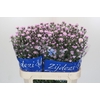 Aster Claudia