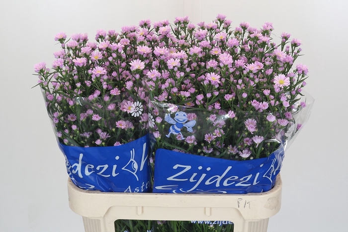 <h4>Aster Claudia</h4>