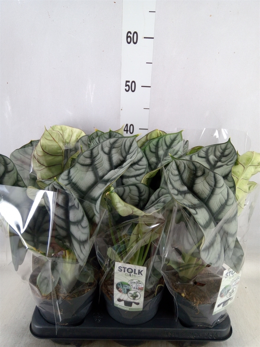 <h4>Alocasia  'Dragon Scale'</h4>