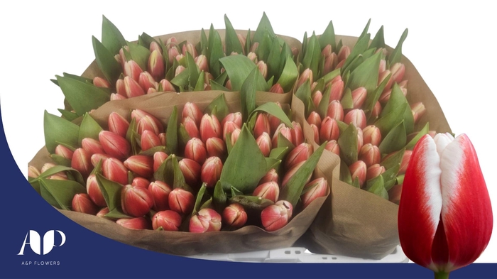 <h4>TU EN TIMELESS</h4>