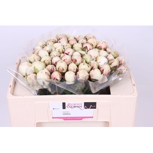 Paeonia Odile