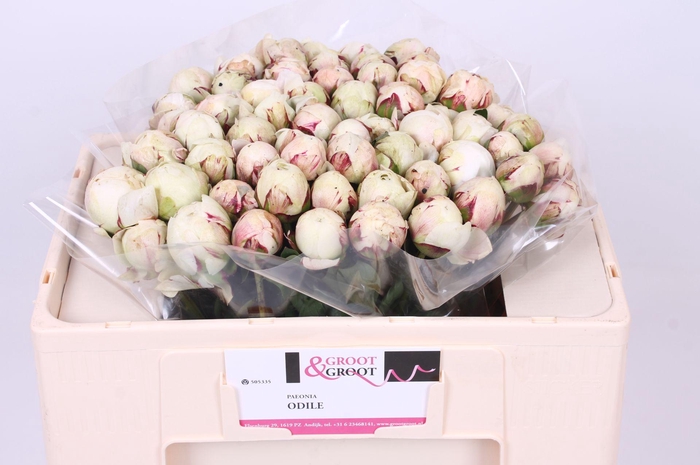 <h4>Paeonia Odile</h4>