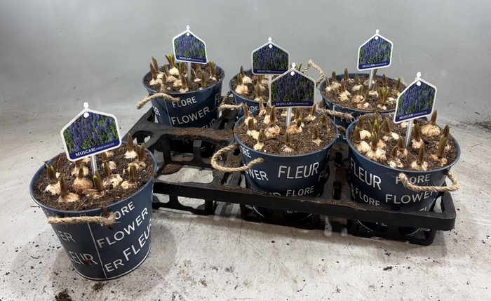 arr8 Arr Muscari In Zinken Pot