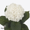 Hydrangea royal princess