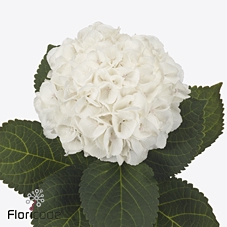 Hydrangea royal princess