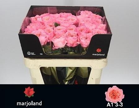 <h4>R Gr Mayfield!</h4>